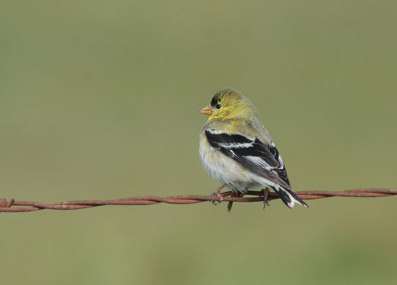 American  Goldfinch