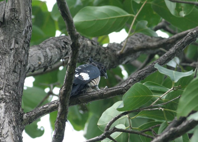 Black Baza