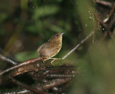 Pygmy Wren Babbler