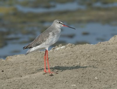 Spotted  Redshank