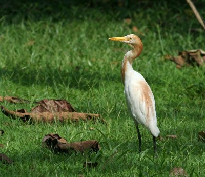 Cattle Egret