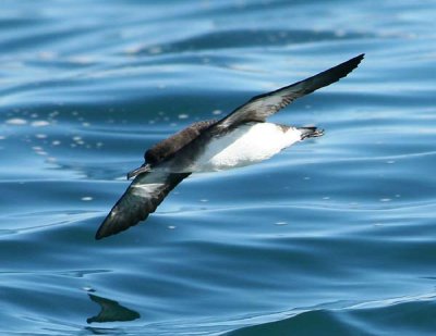 Huttons Shearwater