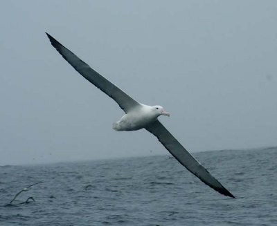 Southern Royal Albatross