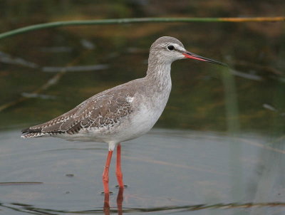 Spotted Redshank