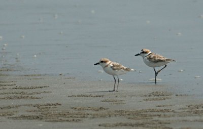 Malaysian  Plovers