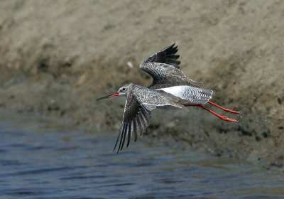 Spotted Redshank