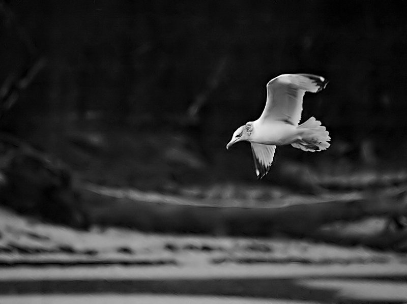 Gull in B&W