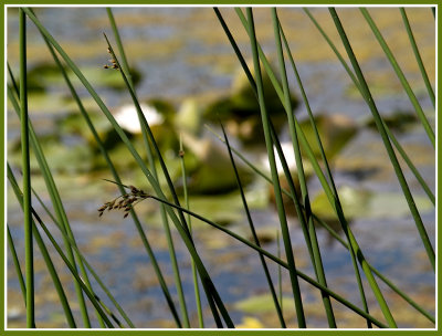 Reeds Along the Lake.jpg