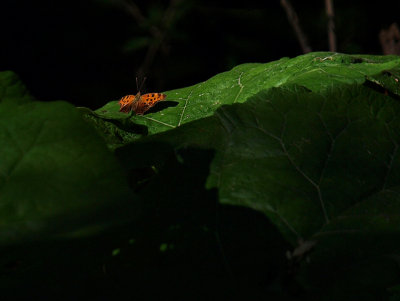Orange Butterfly Deep in the Woods.jpg