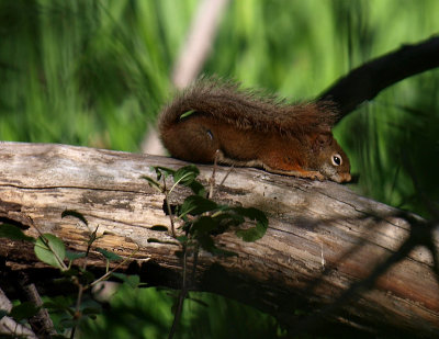 Red Squirrel Napping in the Woods.jpg