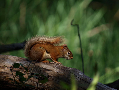 Sweetie Red Squirrel.jpg