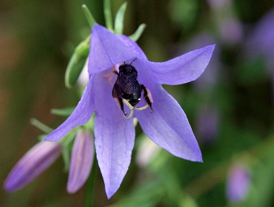 Blue Bell with Company.jpg