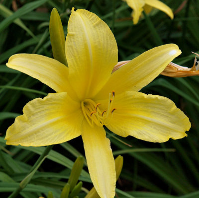 Lemony Yellow Lily.jpg