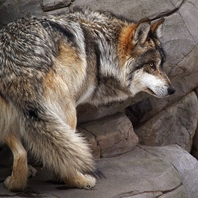 Mexican Grey Wolf on the Rocks