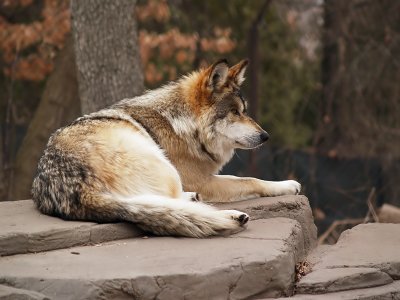 Mexican Grey Wolf