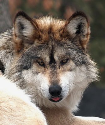 Mexican Grey Wolf Raspberry