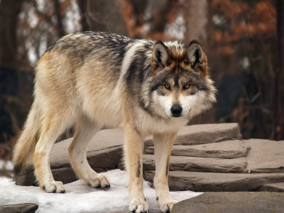 Mexican Grey Wolf, Handsome Guy