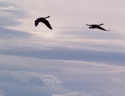 Geese in a Fall Sky
