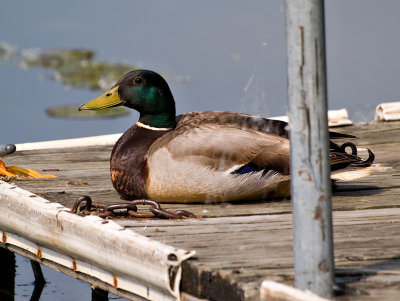 Funny Mallard_1.jpg