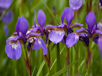 Tiny Purple Iris 2 .jpg