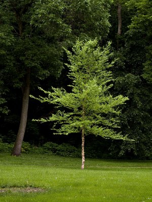 River Birch Tree.jpg