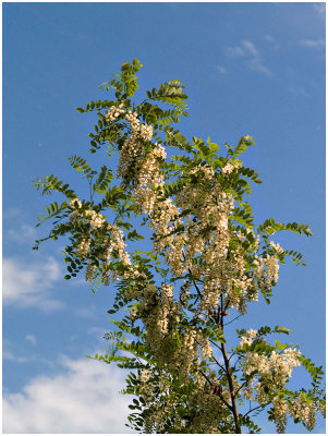 Blooming Tree.jpg