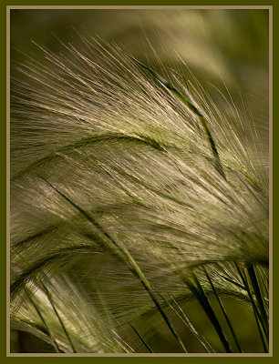 Whispy Grass in the Wind_1.jpg