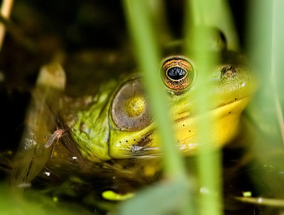 Green Frog_2.