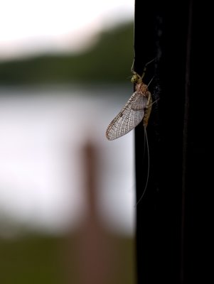 Mayfly Maybe.jpg