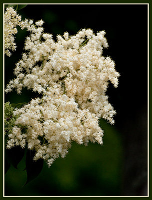 Tree in Full Bloom_2.jpg