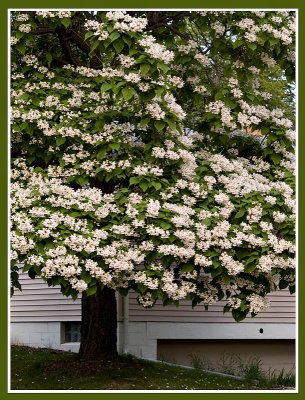 Tree in Full Bloom.jpg