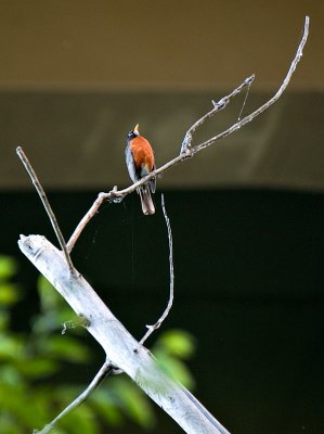 Robin Under the Bridge.jpg