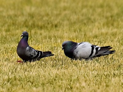 Pigeons_3.jpg