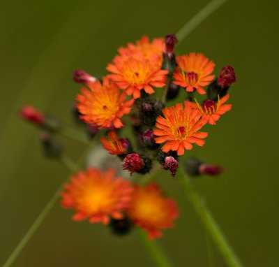 Little Orange Flowers