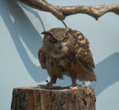 Owl from the Zoo Bird Show