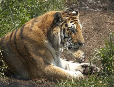 Bridgeport Zoo