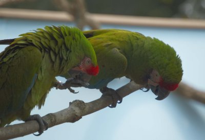 Macaws