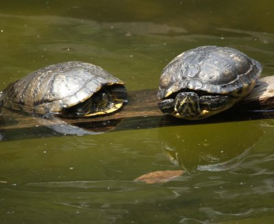 Turtles
