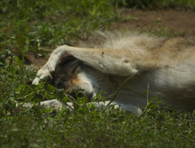 DSC_0233.jpg