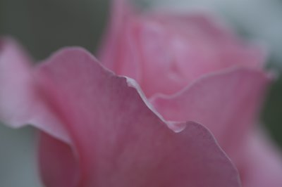 frill of rose petals.jpg