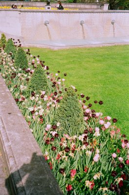 Flowers in Front of St. Paul Cathedral
