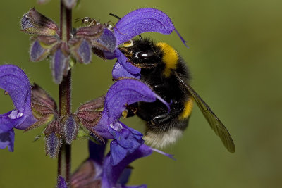 Bombus terrestris