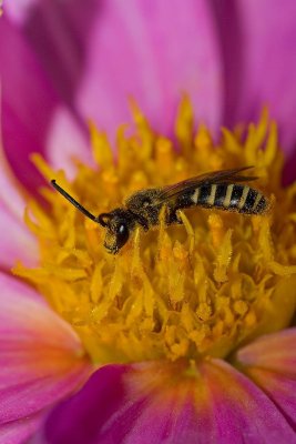 Halictus sp.