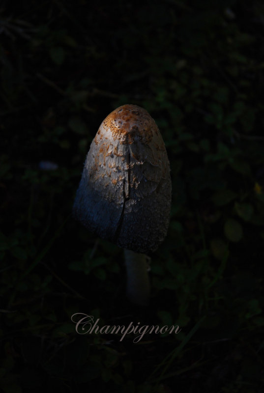 Mushroom in the dark*