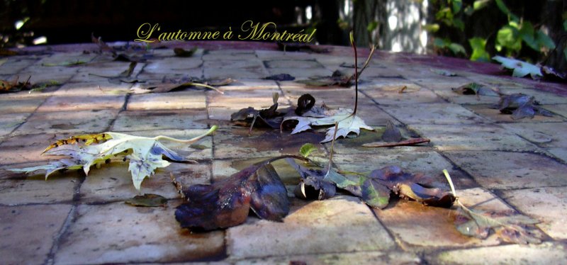 Lautomne  Montral