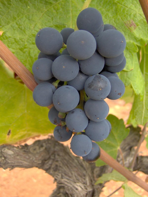 Grapes