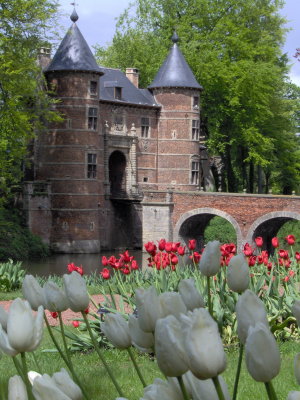 Tulips on the outskirts of Brussels