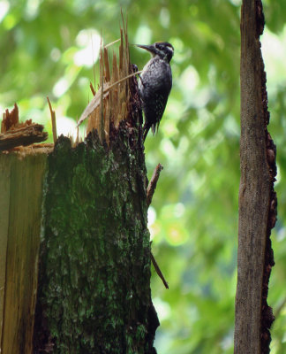 Drieteenspecht / Eurasian Three-toed Woodpecker