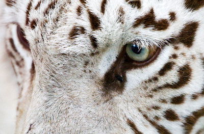20080713-BengalTiger002.jpg