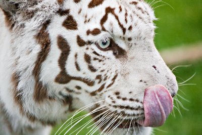 200807113-Zoo006.jpg
